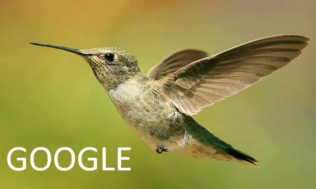 google colibri hummingbird